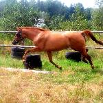 Cewar Bej (Lucky)