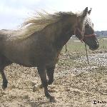 Palomino