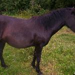 Prozerpina