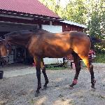 Widar - Summer 2013