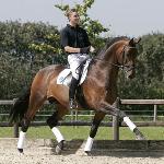 Romanov / Glock's Romanov / Blue Hors Romanov