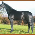 Blue Hors Soprano (Soprano)