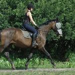 Platyna