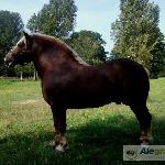 Aprylis