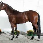 Imperio TSF