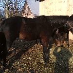Lubeka