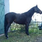 Carmen
