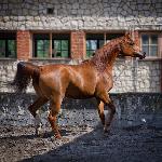 Wagira - Wagira 2013<br />&copy; Stuart Vesty
