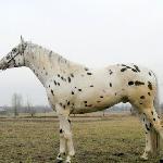 Bajkał