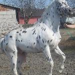 Bajkał