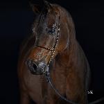 Gamia<br />&copy; Ewa Imielska-Hebda