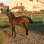 Iliada