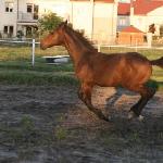Iliada