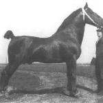 Sultan II