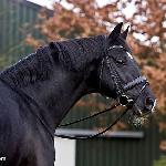 Negro / Novabor