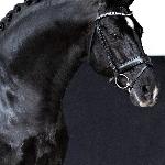 Negro / Novabor