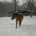 Wilenka