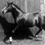Wyrwidąb (Wind)
