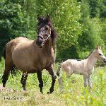 Polonia<br />&copy; U. Tonderys