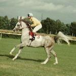Gepard - przed startem do Derby, Służewiec 1995<br />&copy; Agata Zacharska