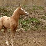 Ares