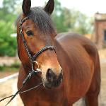 Wicher - Maj 2010<br />&copy; Oliwia Chmielewska