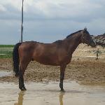 Kobalt