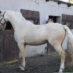 Praetor