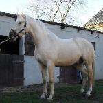Praetor