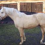 Praetor