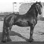Reitse 272