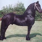 Reitse 272