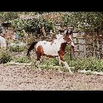 Ronson