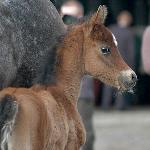 Alhasa - Jako źrebię<br />&copy; Katarzyna Dolińska