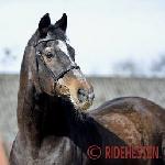 Michellino - Michellino on his 30th birthday - 2021<br />&copy; Ridehesten