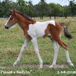 Passat z Sadyby