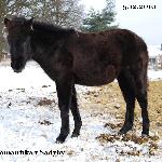 Romantika z Sadyby