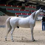 Faustyna