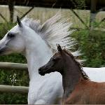 Faustyna<br />&copy; Lutetia Arabians