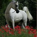 Faustyna<br />&copy; Lutetia Arabians