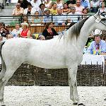 Faustyna - Faustyna 2007