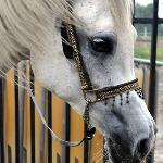 Endoria<br />&copy; Cavelia Arabians