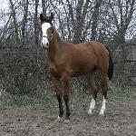 Haridżana