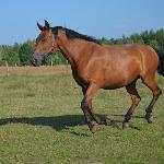 Troska
