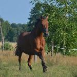 Troska