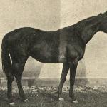 Balthazar<br /><i>Jeździec i Hodowca 1928</i>