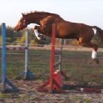 Dixi