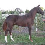 Calvado