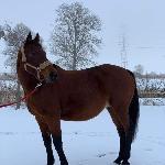 Birta