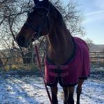Birta
